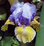 Iris - Vilkdalgis - Bold Statement